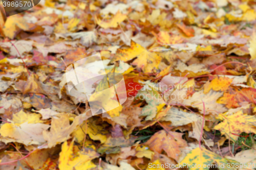 Image of autumn in the park