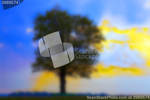 Image of tree in the field, dawn