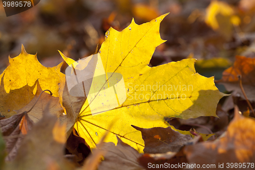 Image of yellowing leaves on the trees