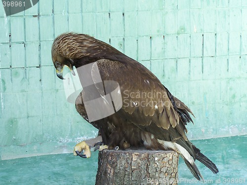 Image of Eagle