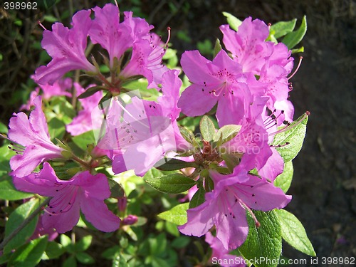 Image of Azalea