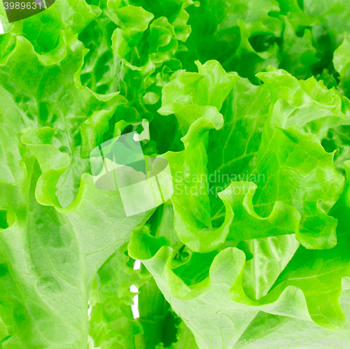 Image of lettuce leaves on a white background