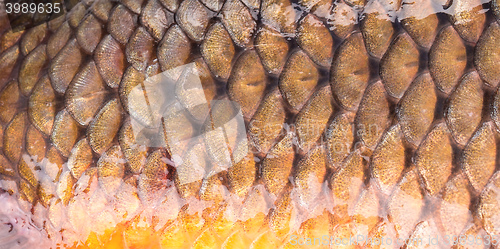 Image of Background of giant fish
