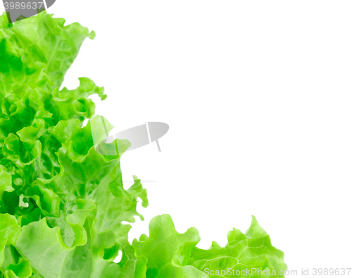 Image of lettuce leaves isolated on white