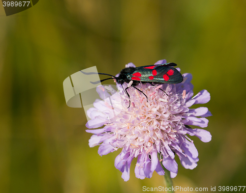 Image of Six-spot Burnet Moth