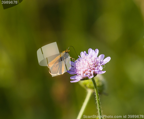 Image of Small Skipper Butterfly