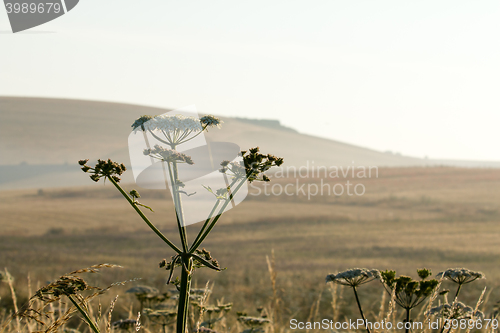 Image of Summer Scene