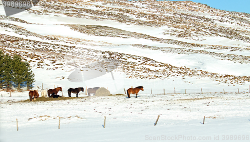 Image of Icelandic Horses