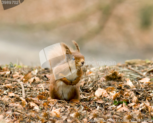 Image of Red Squirrel