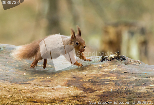 Image of Red Squirrel Leaping