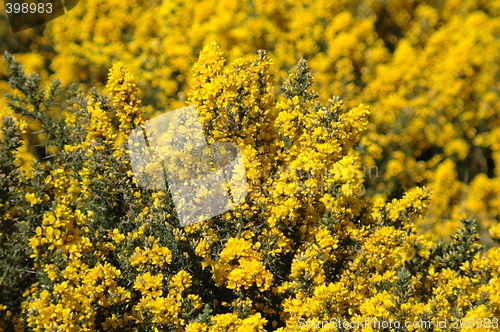 Image of Gorse/Whin Bush