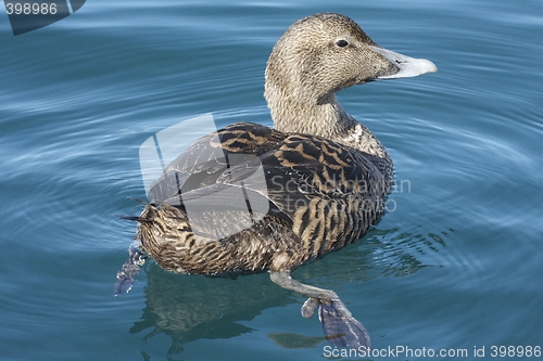 Image of Eider