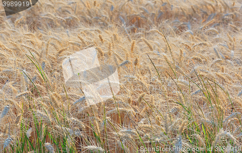 Image of ripe barley field