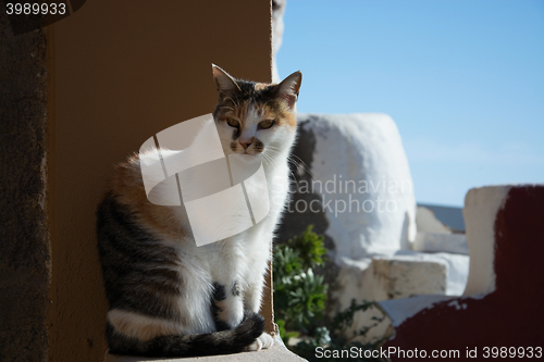 Image of Cat