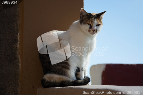 Image of Cat