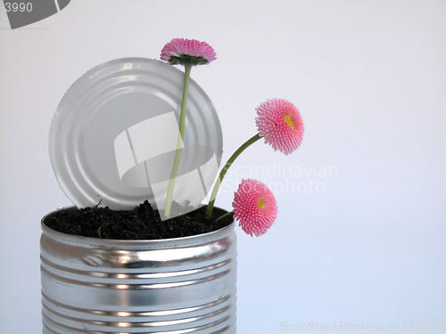 Image of daisy