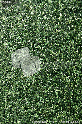 Image of Carpet green