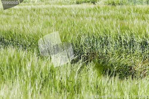 Image of green cereals, close-up