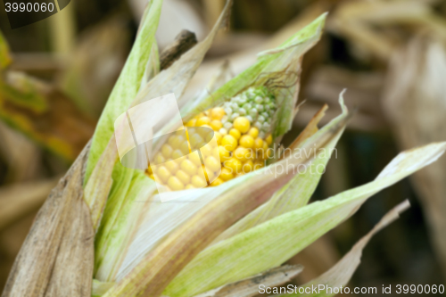 Image of ripe corn, autumn