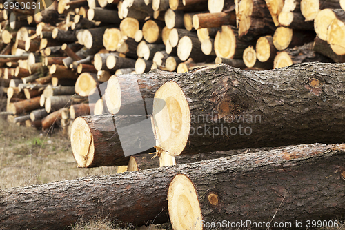 Image of logging. bunch. forest