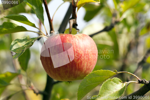 Image of Apple on a branch