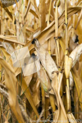 Image of mature corn crop