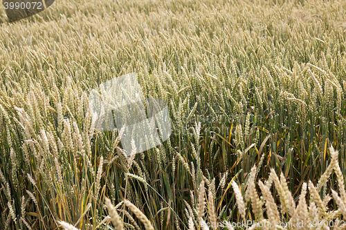 Image of green cereals, close-up