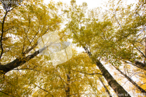 Image of autumn in the park