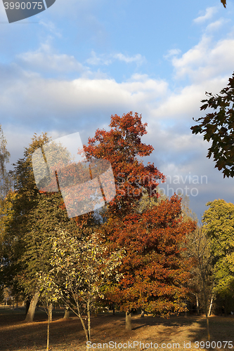 Image of autumn in the park