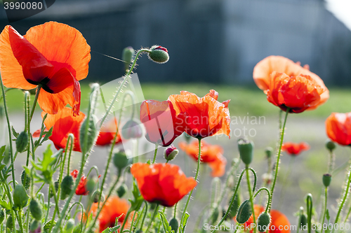 Image of blooming red poppies