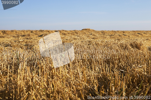 Image of ripe yellow cereals