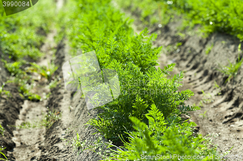 Image of Field with carrot
