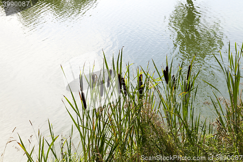 Image of green swamp, close-up