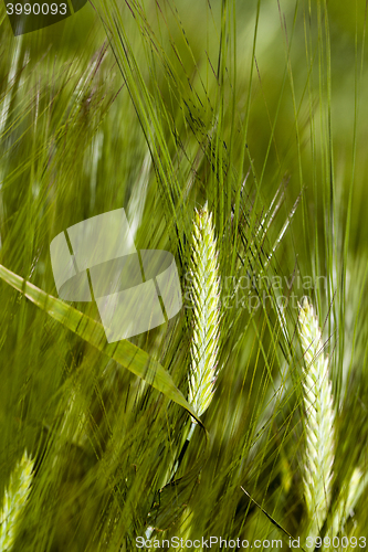 Image of green cereals, close-up