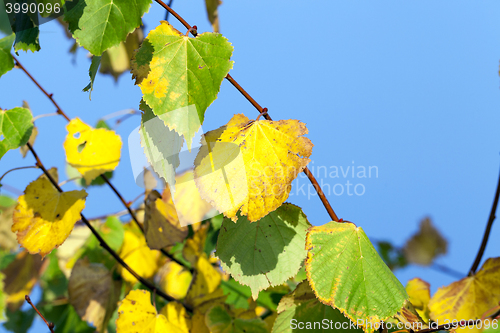 Image of yellowing foliage linden