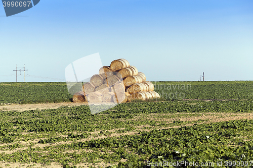 Image of stack of straw in the field