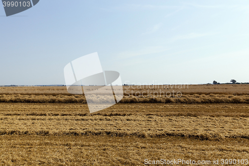 Image of farm field cereals