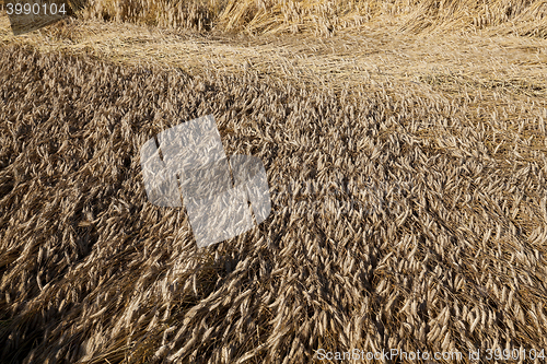 Image of ripe yellow cereals