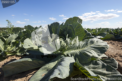 Image of green cabbage in a field