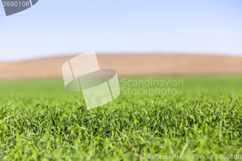 Image of young grass plants, close-up