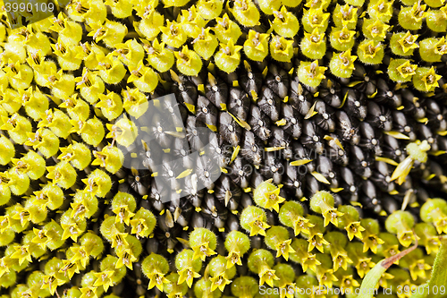 Image of yellow flower sunflower