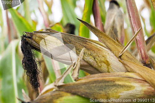 Image of mature corn crop