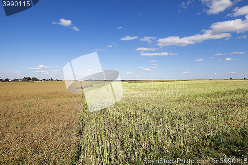 Image of harvesting of rape