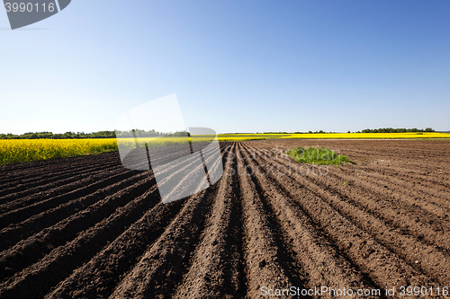 Image of potato field , furrow