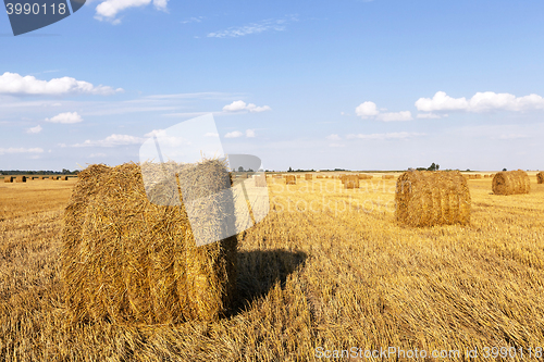 Image of Stack of straw