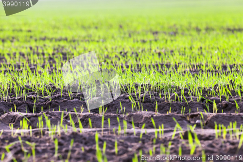 Image of young grass plants, close-up