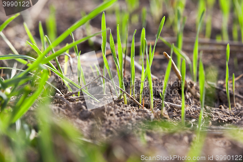 Image of young grass plants, close-up