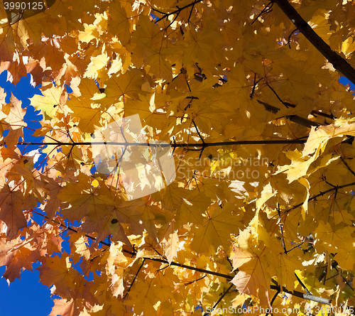 Image of yellowed maple leaves