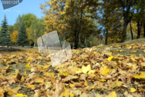 Image of autumn in the park