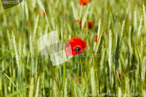 Image of blooming red poppies